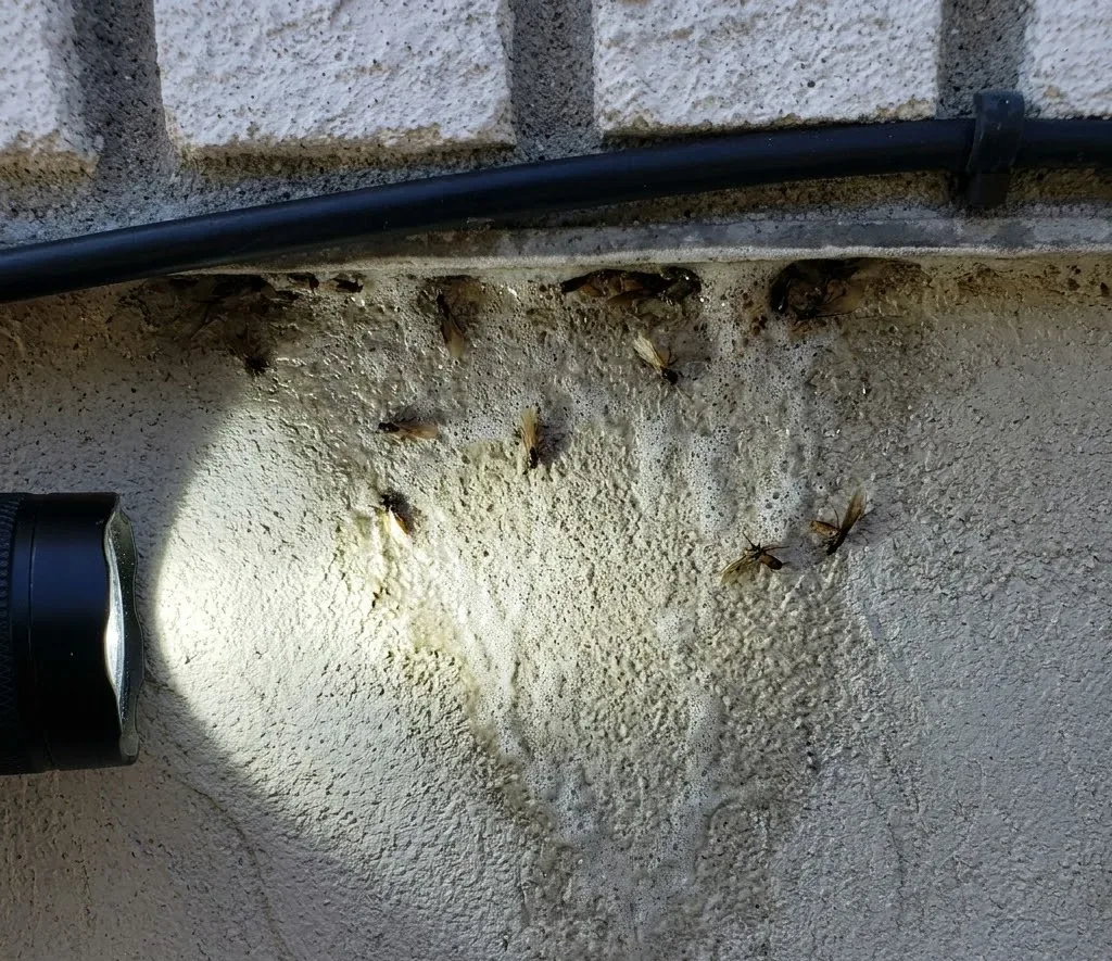Termite Swarmers Indoors termite inspection in Rio Rancho, NM